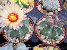 Astrophytum Asterias niveun rare exotic hybrid cacti flowering cactus 100 SEEDS