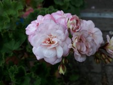 Pelargonie JungPFLANZE TA Helios Rosebud Geranien