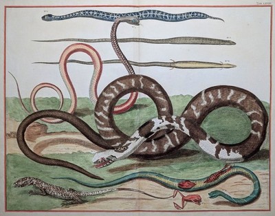 Albertus Seba 1735 Original Copper Engraving Print Snakes Lizards Frogs
