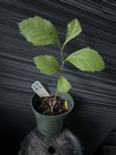 American Sycamore — photo 1