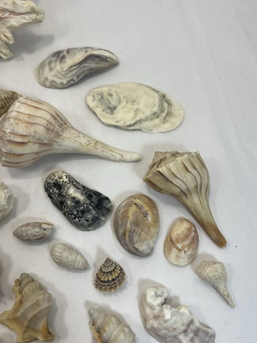 Sea Shell Fossil Lot Conches Snails Barnacles Clams Diff Sizes Colors 30+ Shells - Picture 7 of 21