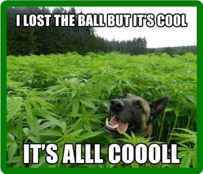 I Lost The Ball But It's Cool It's All Cool Dog Pot Refrigerator Fridge MAGNET