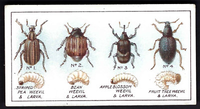 EDWARDS, RINGER & BIGG - GARDEN LIFE - #24 WEEVILS
