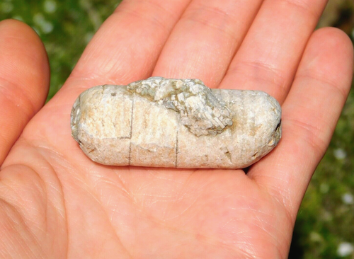 Natural Crinoid Fossil with Vibrant Sheen 30g Missouri USA Collectors Specimen - Picture 11 of 18