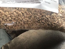 Yaupon Holly Tree Seeds (Ilex Vomitoria) (Cassina)