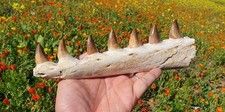 Fossil Mosasaur Jaw with Teeth Authentic Cretaceous Marine Reptile Dinosaur Era