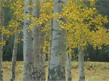 Aspen Grove by Tim Breaux - Canvas Giclee Ltd Ed S/N 300 18x24