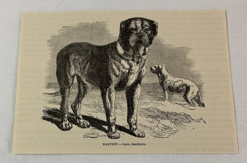 1885 book engraving ~ MASTIFF