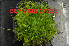 GUPPY GRASS LARGE BUNDLE-Fresh Water Aquatic Plants for guppy, betta, swordtail.