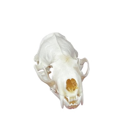 Taxidermy Real Animals Skulls, Real Bones Specimen, Taxidermy Supplies for Sc...