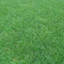 2 lb Perennial RyeGrass Seed Shade Tolerant Lawn Turf Fairway and Pasture