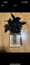 Glass Flower Case Propagation Clear Vase for Flowers
