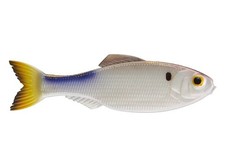 6th Sense Masterclass Panorama 3.5” Swimbait 5pk 4K Shad