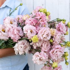 20 Improved Pink Lisianthus Flower Seeds