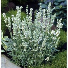 MPB 10 Lavender Seeds Lavandula Ellagance Snow 50 Seeds  Perennial 