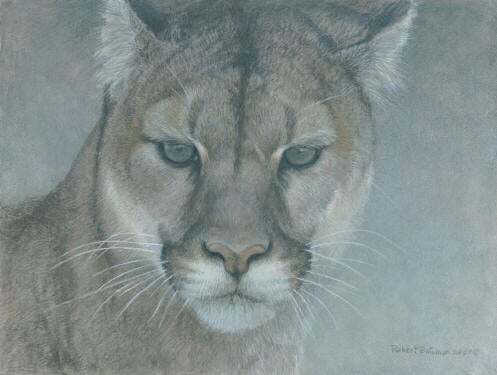 Robert Bateman - Intent - Cougar - S/N Canvas Giclee - Signed - MINT - 12 X 16 - Picture 1 of 1