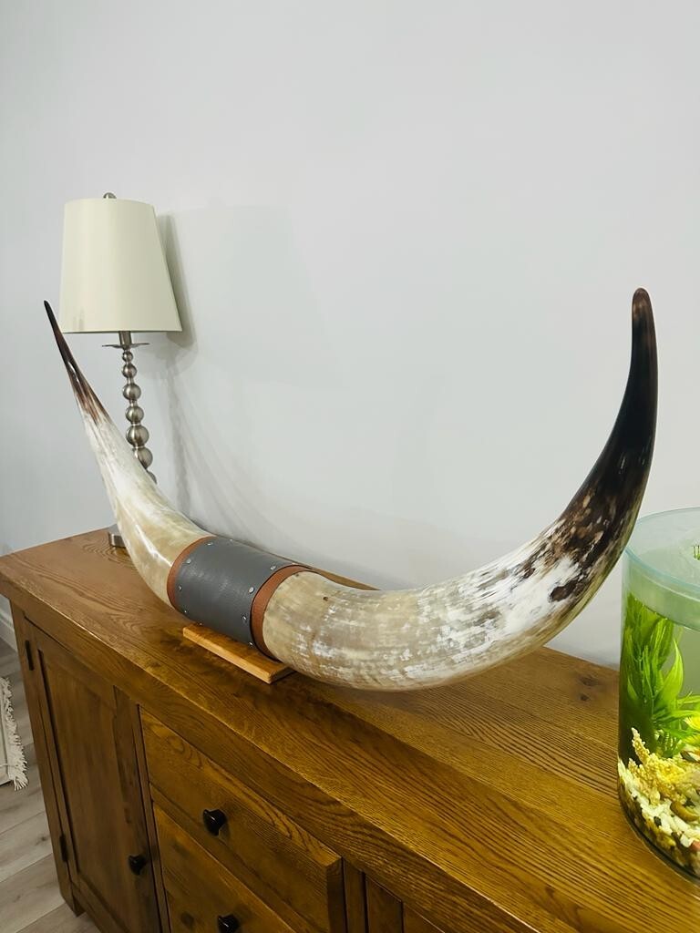 Authentic Real Bull Cow Longhorn Leather Horn Mount Taxidermy 130cm