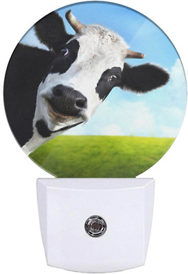 Milk Cow Night Light Farm Animal Black and White Cow Green Grass Blue Sky Night