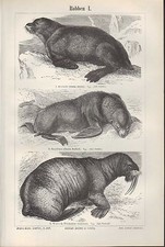 Lithografie 1896: Robben I/II. See-Bär See-Löwe Walroß See-Hund Rüssel-Robbe 
