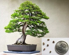 Bonsai Juniper Tree Seeds for Planting | 10+ Seeds | Highly Prized for Bonsai, E