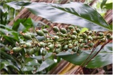 50 Galangal, grow your own galangal for cooking,Alpinia galanga