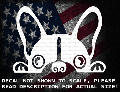Peeking Boston Terrier Boy Vinyl Decal US Seller US Made
