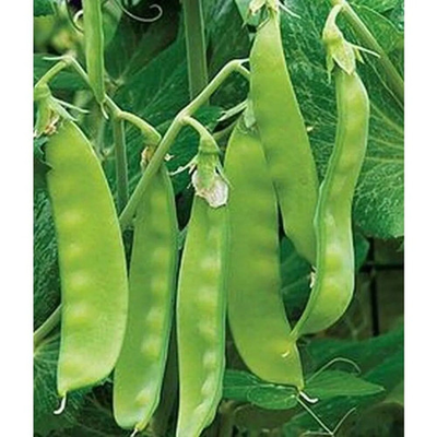 #ad Sugar Snap Pea Seeds Original Snap Pea NON GMO Heirloom FREE SHIPPING $7.99