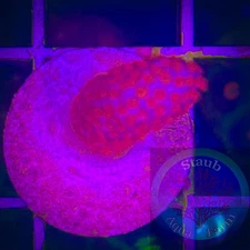 SAF~”WYSIWYG” Red Acropora, Monti, Acro, SPS, LPS, Live Coral Colony
