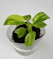 Rooted Philodendron Green Congo Hybrid Variegated plant
