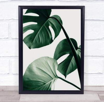 Monstera Natural 42 Botanical Studio Leaf Wandkunstdruck