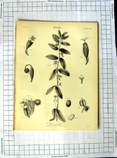 Original Old Antique Print Encyclopaedia Britannica Botany Great Wild Valerian