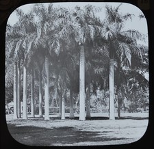 Magic Lantern Slide Photo Egypt Cairo Cabbage Palms York & Son