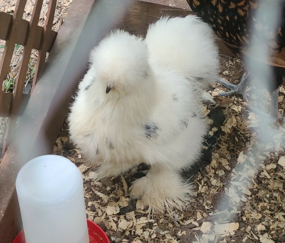 12 Barnyard mix hatching eggs. eBay