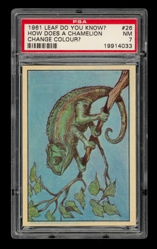 1961 Leaf Do You Know? Set-Break # 26 How Does A Chamelion Change Colour? PSA 7