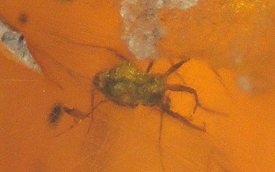 2 Mites with Wasp in Burmese Burmite Amber Fossil from Dinosaur Age