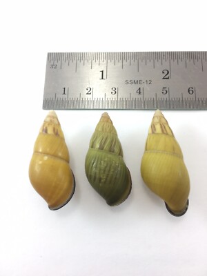 #21 Amphidromus Noriokowasoei Lot Of 3 Land Tree Snail Shell Vietnam 32.2-36.6mm