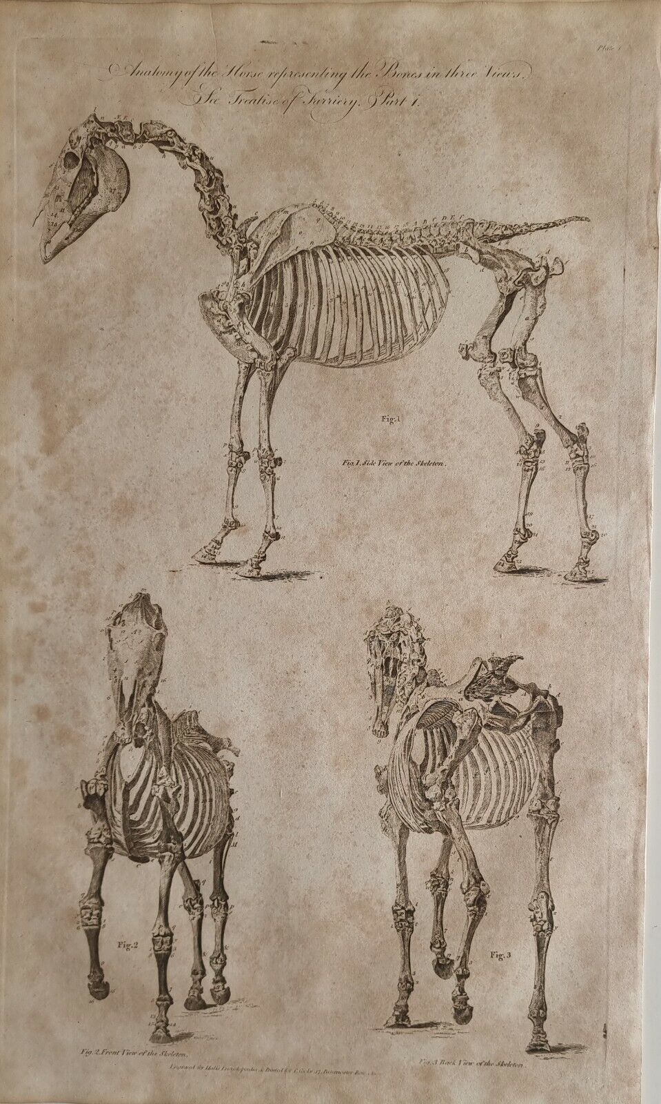 C1797 Datowany antyczny druk Farriery Horse Anatomy Skeleton Bone Zapasy wysyłkowe