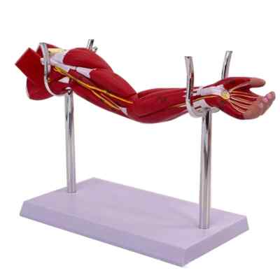 Limb Arm Muscle Anatomy 40x20x16cm Lower Limb Leg Limb Muscle 50x29x16cm Model
