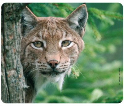 Mauspad aus der Edition Colibri: Luchs hinter einme Baum - Lynx - neu