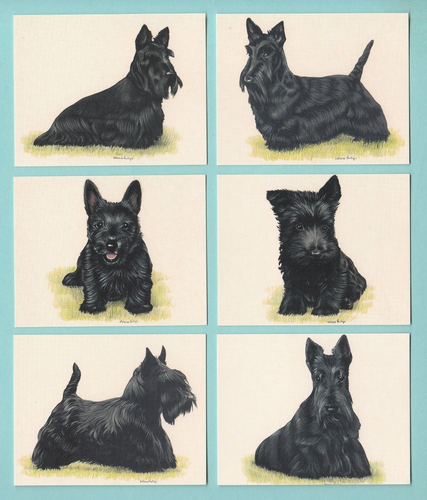 DOGS - SCOTTISH TERRIERS - SET OF L6 CARDS - IMP. PUBLISHING LTD. - 1999 - Picture 1 of 2