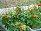 Heirloom tomato plants 2 2" to 4" Live Plants! Free Shipping!