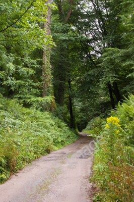 Photo 6x4 Lane dropping down into Knightshayes park from Firebeacon Chevi c2010