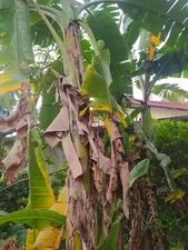 Organic Sun Dried Banana Leaves Pet Supplies Care Fish Aquarium Free Shipping