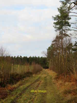 Foto 12x8 Waldweg oberhalb von Shallowdale Gill Slack Wass Path zwischen einigen c2021