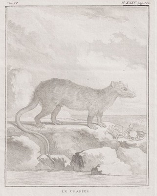 Crabier Krabbenfresser Tier animal engraving Kupferstich Buffon 1780