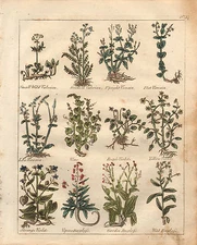 1810 PRINT CULPEPERS HERBAL NO. 27 BOTANICAL HAND COLOURED MEDICINE HERBS