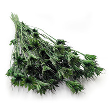 Orientalischer Schwarzk&uuml;mmel (Nigella orientalis) - Flaschengr&uuml;n