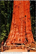 General Sherman Tree Sequoia Park California Postcard C292