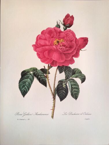 P. J. Redoute Blumen La Duchesse D Orleans Botanischer Kunstdruck Exlibris 121 - Bild 2 von 3