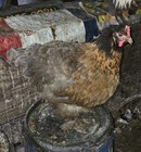 12+ FERTILE HATCHING EGGS POSSIBLE INDIO AYAM ISABELLA JERSEY GIANT BYM — photo 8